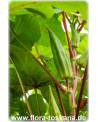 Abelmoschus esculentus - Okra
