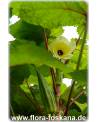 Abelmoschus esculentus - Okra