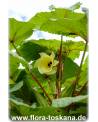 Abelmoschus esculentus - Okra