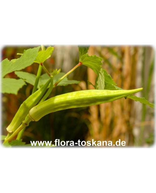 Abelmoschus esculentus - Okra