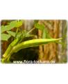 Abelmoschus esculentus - Okra