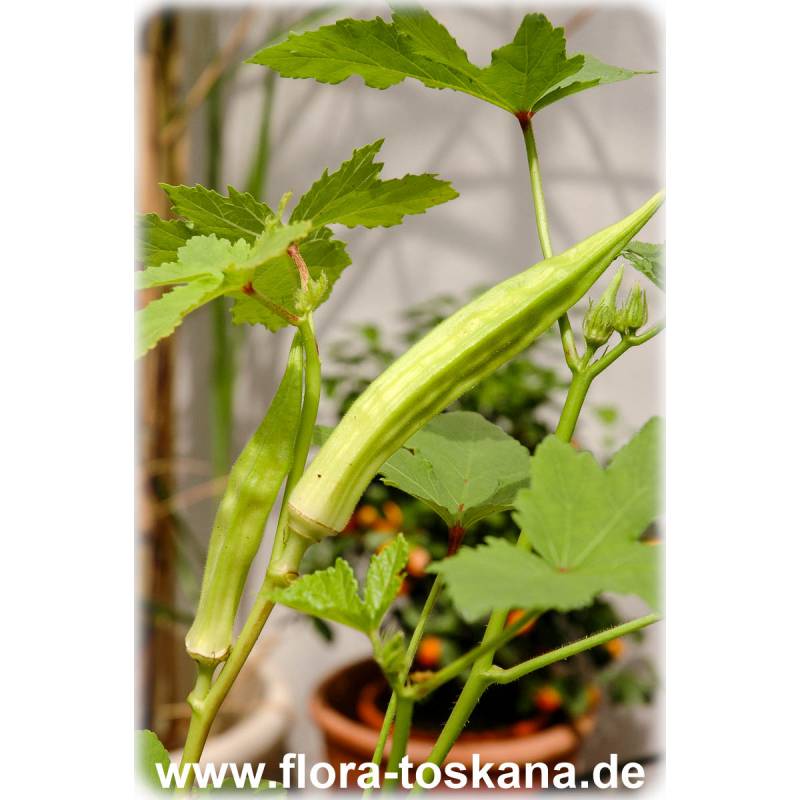 Abelmoschus esculentus - Okra Abelmoschus esculentus - Okra