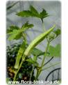 Abelmoschus esculentus - Okra