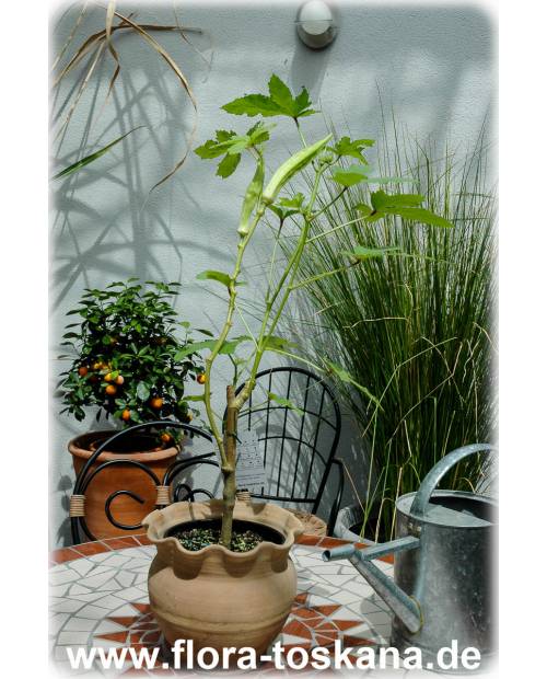 Abelmoschus esculentus - Okra