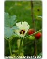 Abelmoschus esculentus - Okra