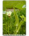 Abelmoschus esculentus - Okra