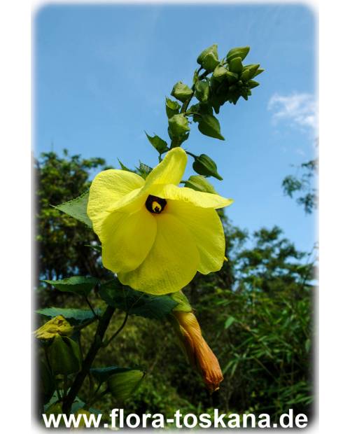 Abelmoschus esculentus - Okra