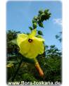 Abelmoschus esculentus - Okra