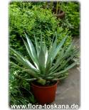 Agave parryi - Parry´s Agave, Mescal Agave