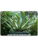 Agave parryi - Parrys Agave, Mescal-Agave