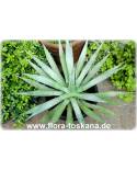 Agave parryi - Parrys Agave, Mescal-Agave