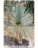 Yucca linearis - Schmalblättrige Palmlilie, Yucca