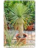 Yucca linearis - Schmalblättrige Palmlilie, Yucca