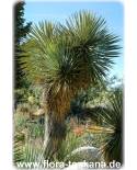 Yucca thompsoniana - Palmlilie, Yucca