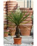 Yucca treculeana - Palmlilie, Yucca, Spanisches Bajonett