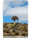 Aloe dichotoma - Kokerboom, Quiver Tree