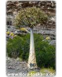 Aloe dichotoma - Köcherbaum-Aloe, Kokerboom