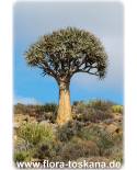 Aloe dichotoma - Kokerboom, Quiver Tree