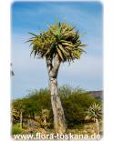 Aloe dichotoma - Köcherbaum-Aloe, Kokerboom
