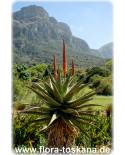 Aloe ferox - Kap-Aloe