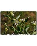 Araujia sericifera - Bladder Flower