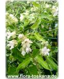 Araujia sericifera - Bladder Flower
