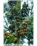 Areca catechu - Betelnut Palm