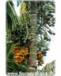Areca catechu - Betelnut Palm