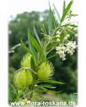 Asclepias curassavica - Milkweed
