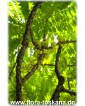 Averrhoa bilimbi - Bilimbi, Cucumber Tree