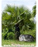 Borassus flabellifer - Lontar Palm, Palmyra Palm