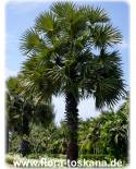 Borassus flabellifer - Lontar Palme, Palmyra Palme