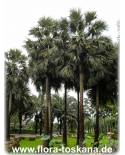 Borassus flabellifer - Lontar Palme, Palmyra Palme