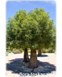 Brachychiton populneus - Flaschenbaum