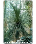 Dasylirion longissimum - Rauschopf, Mexikanischer Grasbaum