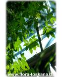 Ceiba pentandra - Silk Cotton Tree, Kapok Tree