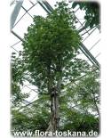 Ceiba pentandra - Kapok-Baum, Seidenwollbaum
