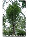 Ceiba pentandra - Silk Cotton Tree, Kapok Tree