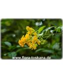 Cestrum aurantiacum - Butterfly Flower, Yellow Cestrum