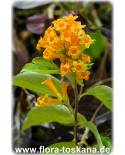 Cestrum aurantiacum - Butterfly Flower, Yellow Cestrum