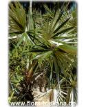Coccothrinax argentea - Silver Thatch Palm