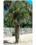 Coccothrinax crinita - Old Man Palm