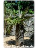 Coccothrinax crinita - Old Man Palm