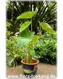 Colocasia esculenta - Taro, Coco-Yam