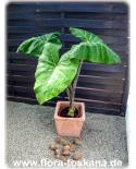 Colocasia esculenta - Taro, Coco-Yam