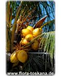 Cocos nucifera - Cocos Palm
