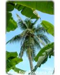 Cocos nucifera - Kokos-Palme