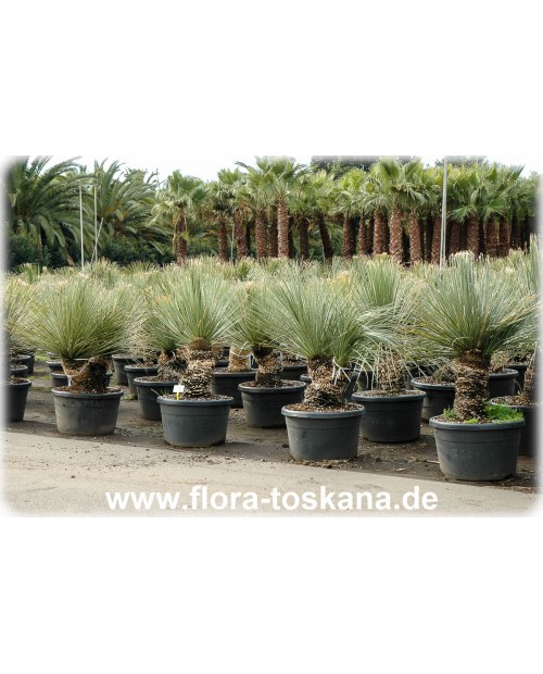 Dasylirion serratifolium - Gesägter Rauschopf