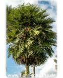Copernicia alba - Caranday Palm