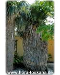 Copernicia macroglossa - Cuban Petticoat Palm